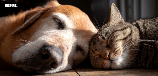 Mieux dormir grâce à la respiration nasale : la routine qui stabilise vos nuits