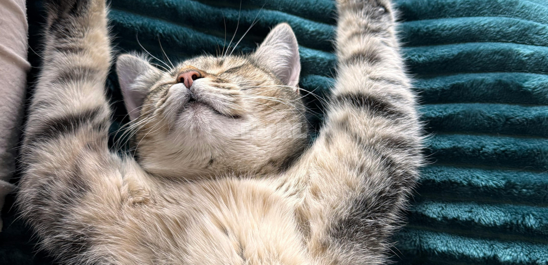 Pourquoi tu te réveilles fatigué malgré 8h de sommeil — la vraie explication